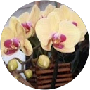 Araceli MG profile picture